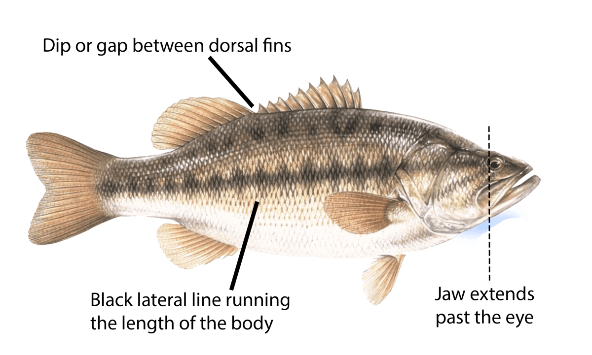 Largemouth Bass, 13th Aguayaam Guan